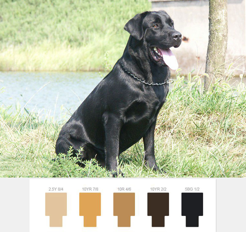 拉不拉.jpg 拉不拉.jpg