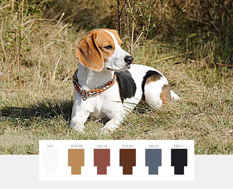 比格.jpg 比格.jpg